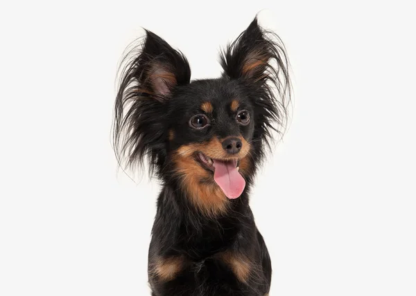 Hund. Rysk toy terrier valp på vit bakgrund — Stockfoto