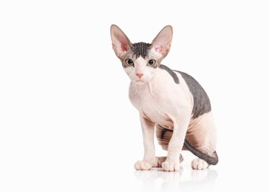 Kedi. Beyaz arka plan üzerinde Don sphynx yavru kedi