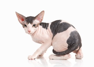 Kedi. Beyaz arka plan üzerinde Don sphynx yavru kedi