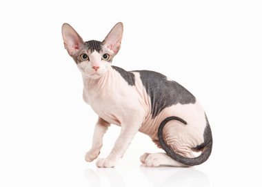 Kedi. Beyaz arka plan üzerinde Don sphynx yavru kedi