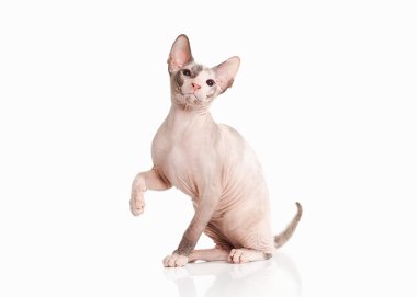 Kedi. Beyaz arka plan üzerinde Don sphynx yavru kedi