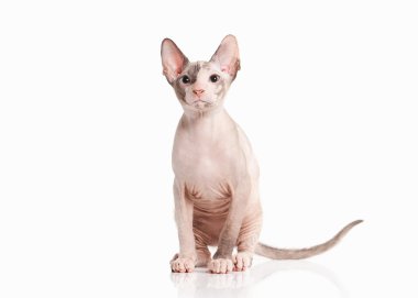 Kedi. Beyaz arka plan üzerinde Don sphynx yavru kedi