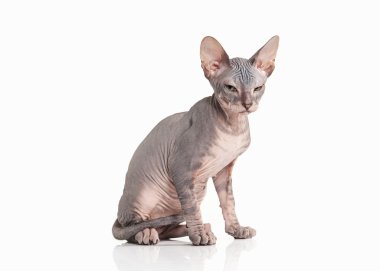 Kedi. Beyaz arka plan üzerinde Don sphynx yavru kedi