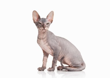 Kedi. Beyaz arka plan üzerinde Don sphynx yavru kedi