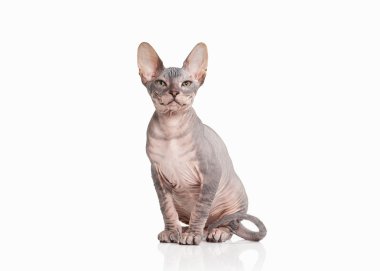 Kedi. Beyaz arka plan üzerinde Don sphynx yavru kedi