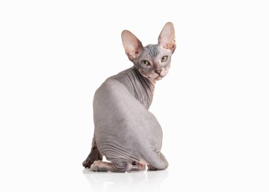 Kedi. Beyaz arka plan üzerinde Don sphynx yavru kedi