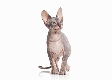 Kedi. Beyaz arka plan üzerinde Don sphynx yavru kedi