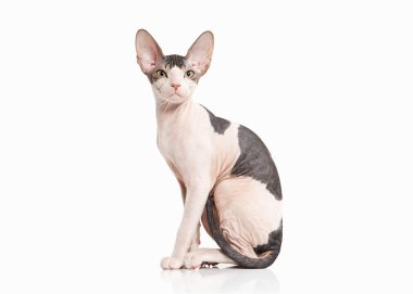 Kedi. Beyaz arka plan üzerinde Don sphynx yavru kedi