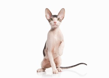 Kedi. Beyaz arka plan üzerinde Don sphynx yavru kedi