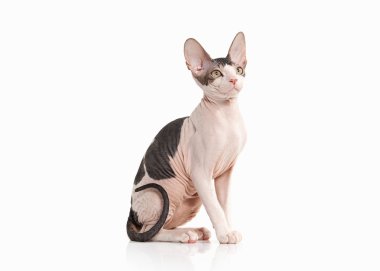 Kedi. Beyaz arka plan üzerinde Don sphynx yavru kedi