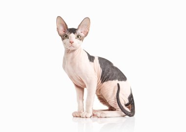 Kedi. Beyaz arka plan üzerinde Don sphynx yavru kedi