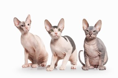 Kedi. Beyaz arka plan üzerinde Don sphynx yavru kedi