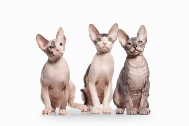 Kedi. Beyaz arka plan üzerinde Don sphynx yavru kedi