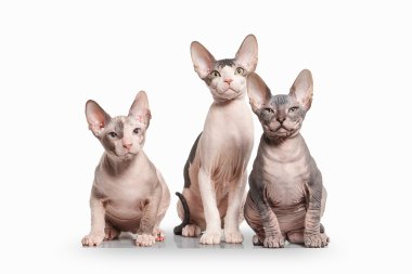 Kedi. Beyaz arka plan üzerinde Don sphynx yavru kedi