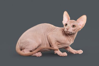Kedi. Kanada sphynx kedi gri arka plan üzerinde