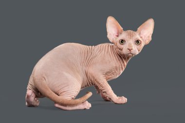 Kedi. Kanada sphynx kedi gri arka plan üzerinde