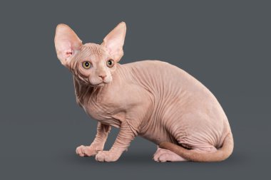 Kedi. Kanada sphynx kedi gri arka plan üzerinde