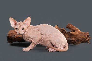 Kedi. Kanada sphynx kedi gri arka plan üzerinde