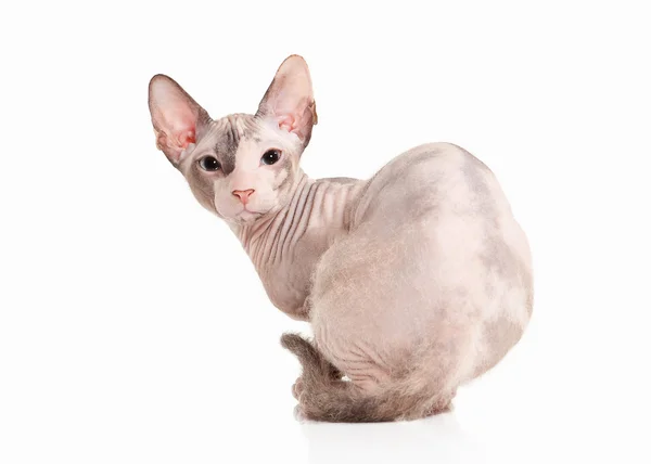 Katt. Don sphynx kattunge på vit bakgrund — Stockfoto