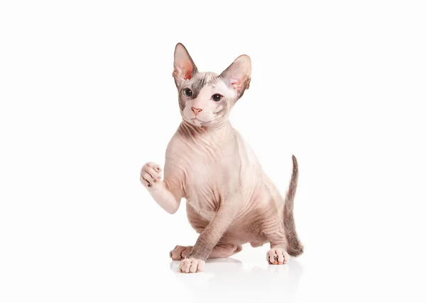 Katze. Don sphynx Kätzchen auf weißem Hintergrund — Stockfoto