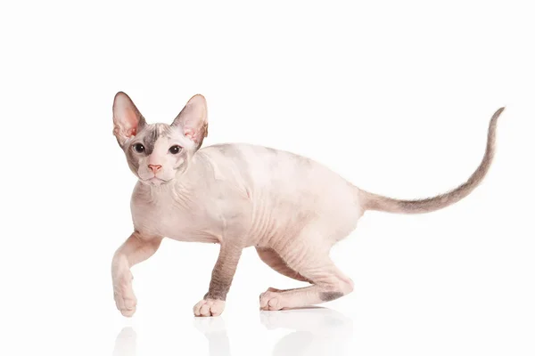 ¡Cat! Gatito Don sphynx sobre fondo blanco — Foto de Stock