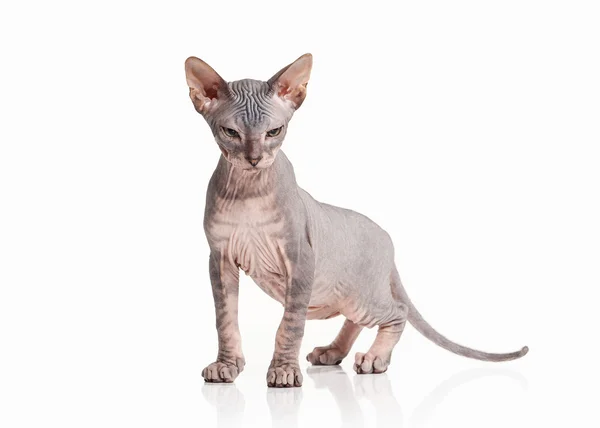 Kedi. Beyaz arka plan üzerinde Don sphynx yavru kedi — Stok fotoğraf