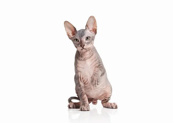 Kedi. Beyaz arka plan üzerinde Don sphynx yavru kedi — Stok fotoğraf