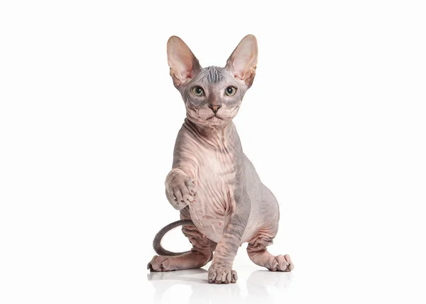 Katt. Don sphynx kattunge på vit bakgrund — Stockfoto