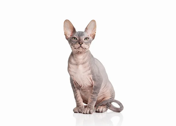 Kat. Don sphynx kitten op witte achtergrond — Stockfoto