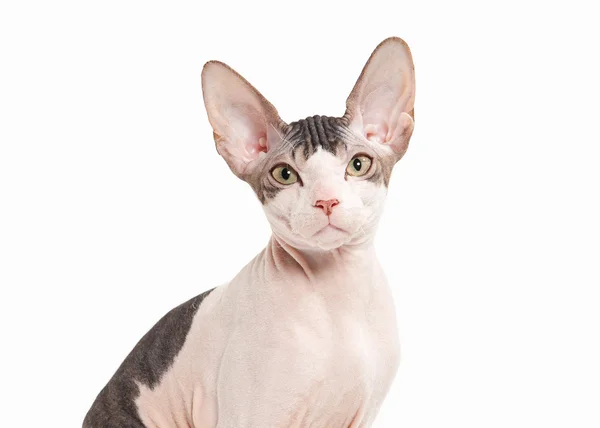 Кэт. Дон сфинкс котенок на белом фоне — стоковое фото
