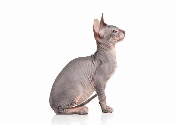 Katze. Don sphynx Kätzchen auf weißem Hintergrund — Stockfoto