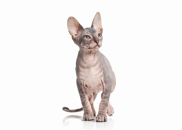 Katze. Don sphynx Kätzchen auf weißem Hintergrund — Stockfoto