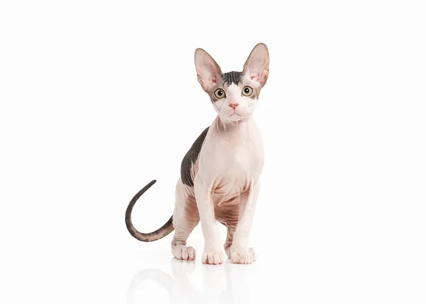 Kedi. Beyaz arka plan üzerinde Don sphynx yavru kedi — Stok fotoğraf