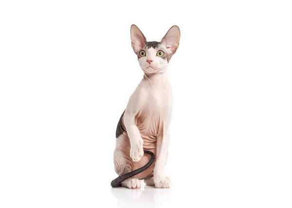 Cat. Don sphynx kitten on white background — Stock Photo, Image