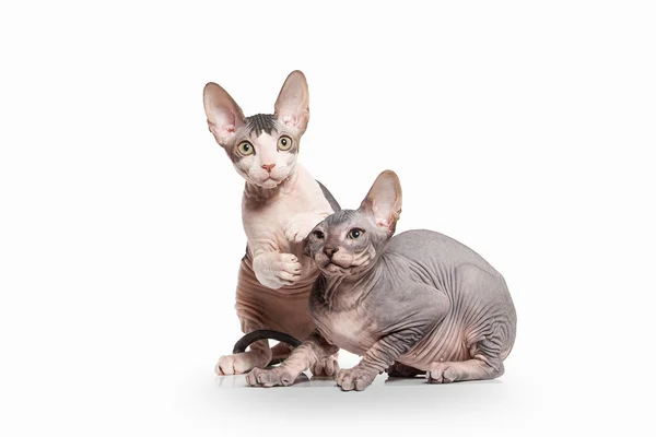 Kat. Don sphynx kittens op witte achtergrond — Stockfoto