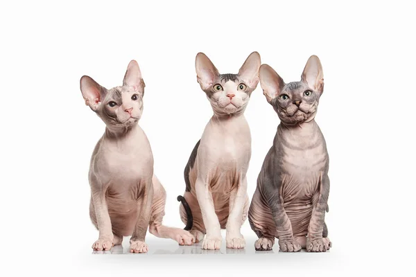 Cat. Don sphynx kittens on white background — Stock Photo, Image