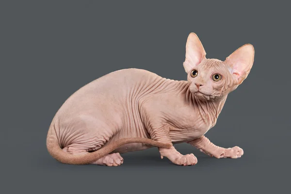 Katze. Kanadisches Sphinx-Kätzchen auf grauem Hintergrund — Stockfoto