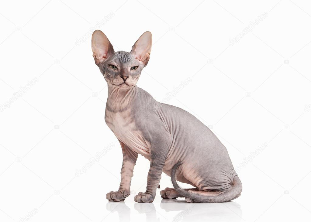 Kat Don Sphynx Kätzchen Auf Weißem Hintergrund Stockfoto