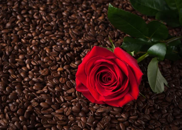 Primo piano di rosa rossa su chicchi di caffè tostati — Foto Stock