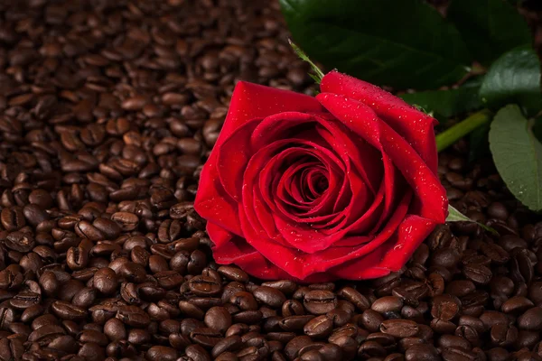 Gros plan de rose rouge sur les grains de café torréfiés — Photo