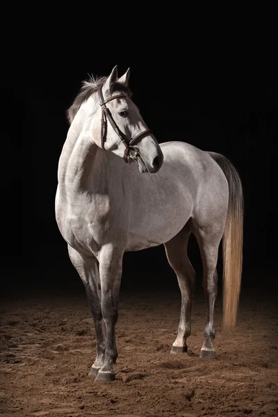 Caballo. Trakehner color gris sobre fondo oscuro con arena — Foto de Stock