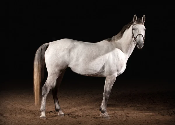 Pferd. trakehner graue Farbe auf dunklem Hintergrund mit Sand — Stockfoto