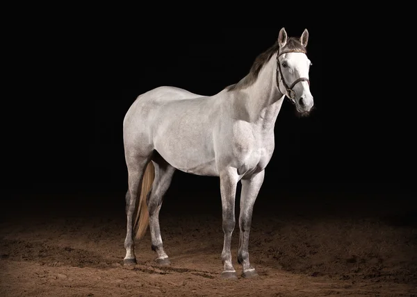 Caballo. Trakehner color gris sobre fondo oscuro con arena —  Fotos de Stock