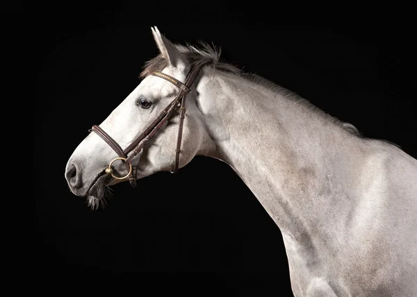 Pferd. Porträt von trakehner grauer Farbe auf dunklem Hintergrund — Stockfoto