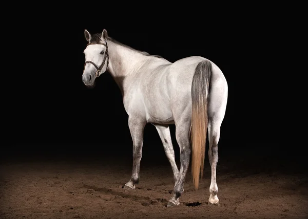 Pferd. trakehner graue Farbe auf dunklem Hintergrund mit Sand — Stockfoto