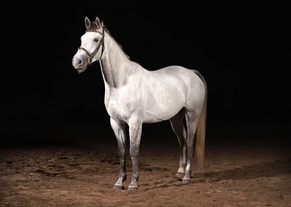 Pferd. trakehner graue Farbe auf dunklem Hintergrund mit Sand — Stockfoto