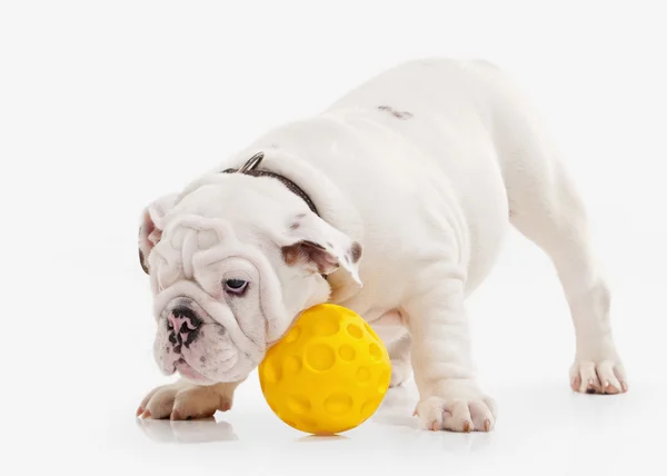 Hond. Engels bulldog pup op witte achtergrond — Stockfoto