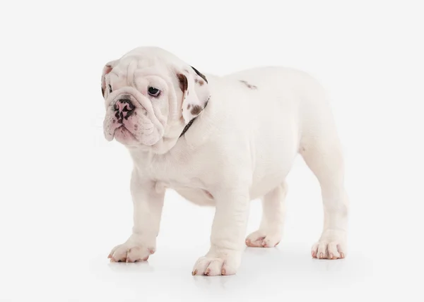 Dog. English bulldog puppy on white background — Stock Photo, Image