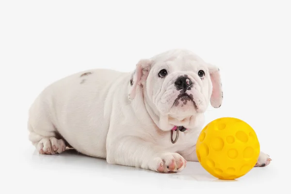 Perro. Bulldog inglés cachorro sobre fondo blanco — Foto de Stock