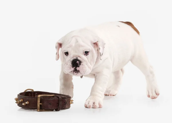 Perro. Bulldog inglés cachorro sobre fondo blanco —  Fotos de Stock